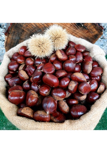 Gümeli Aşı Kestanesi - Duble Büyük Boy, Yeni Sezon Taze Doğal 2 Kg