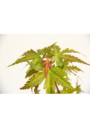 Japon Akçaağacı  Acer Palmatum