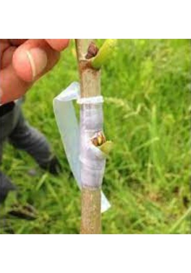 Silikonlu Şeffaf Aşı Bandı Ağaç Dal Fidan Aşılama Bandı