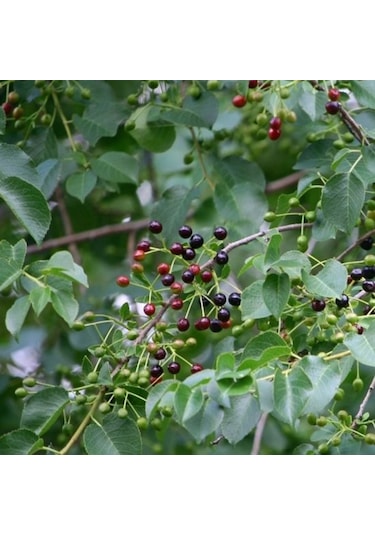 Mahlep Ağacı Fidanı Prunus Mahaleb - 1-2 Yaşında, Dikime Hazır