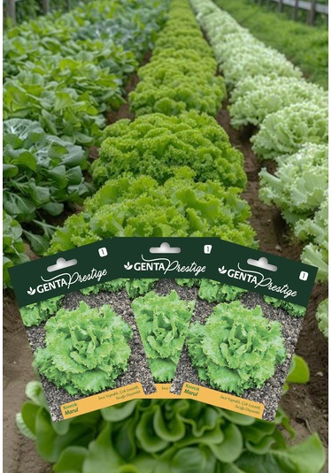 Genta - İnce Yapraklı Ve Sıcağa Dayanıklı Kıvırcık Marul Tohumu