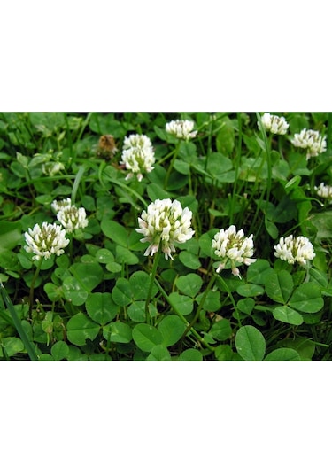 Ak Üçgül Trifolium Repens Bodur Yonca Tohumu 1 Kg