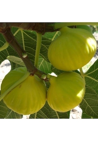 Aydın Sarısı Sarı Lop İncir Fidanı Tüplü