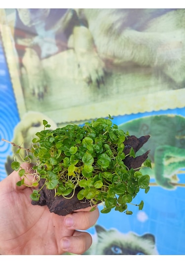 Repens "Dichondra Repens"Mango Köküne Sarılı Kök Boy : 10 CM civa