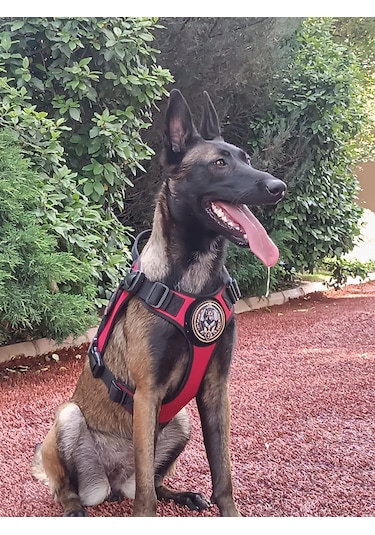 Tactical Göğüs Tasması Taktik Tasma Kırmızı