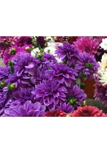 Dev Yıldız Çiçeği Yıldız Soğanı Dahlia Lilac Time Soğanı 1 Adet  Boy 120 cm-844451101