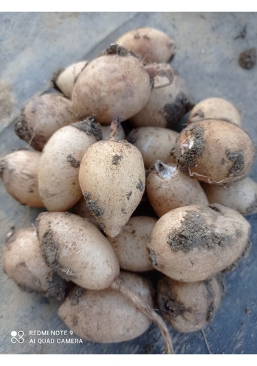 Dogal Salep Fidanı 4 Kg Serapies