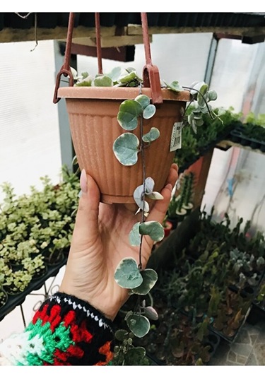 Ceropegia Woodi Pembe Askılı Saksıda