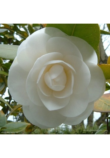 Kamelya Beyaz Katmerli 120-150 Cm Tüplü Fidan
