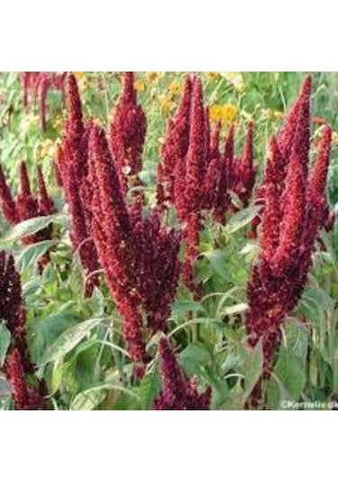 Nadir Püskül Çiçeği Tohumu 5 Tohum Çiçek Tohumu