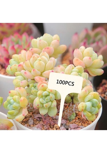 Trendooze Homyl 50 Adet T-şekilli Bitki Etiketi, Saksı Ekici