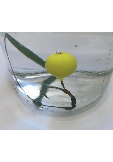 3 Adet Küspeli Sazan Rig Takımı 6 Adet Küspe 14 Mm Pop Up'lı