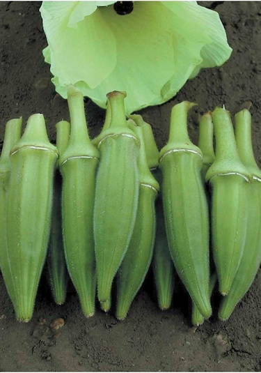 Bamya Tohumu Y.akköy 41 Sultani