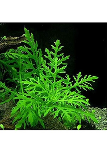 Hygrophila Difformis Çınar 4 Kök 1 Saksı 8-10 Cm