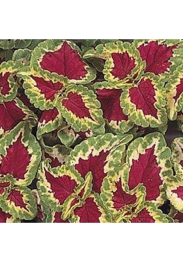 ColeusWizard Yaprak Güzeli F1 10 Adet Tohum