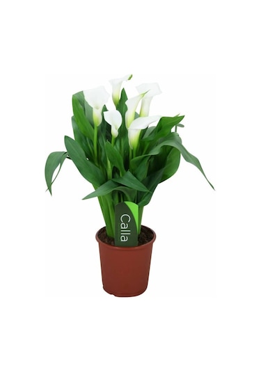 Gala Gelin Çiçeği Calla Lily Beyaz 10-20 Cm