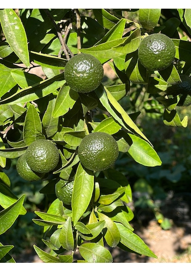 Lokmacı Ana Yeşil Bodrum Mandalinası Satsuma 1 KG
