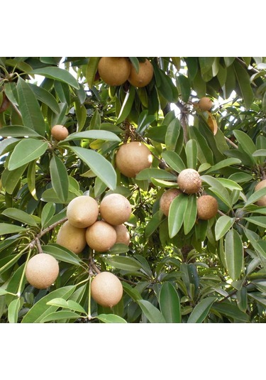 Tohhum Sapodilla Meyvesi Tohumu