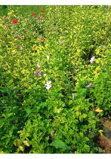 Yeşil Deniz Fidancılık Hatmi Fidanı 50-100 Cm