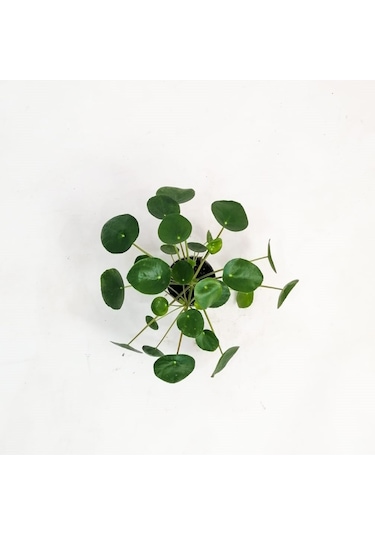 Pilea Peperomioides-çin Para Bitkisi