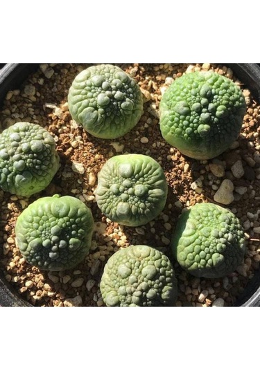10 Adet Pseudolithos Migiurtinus Succulent Tohumu