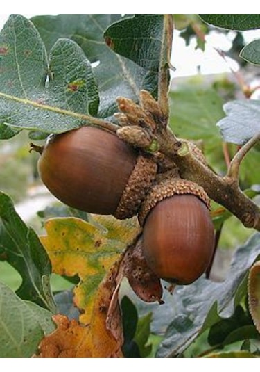 Meşe Palamut Fidanı 1 Adet 20 - 30 Cm Boylarında