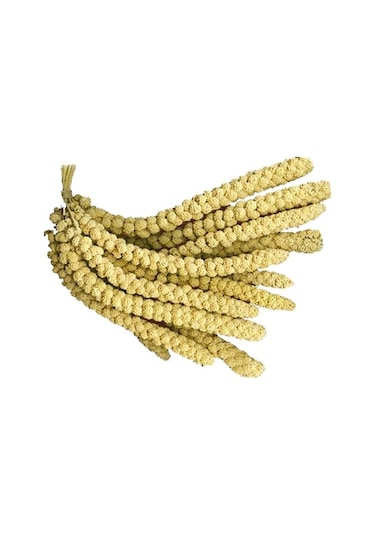 Doğal Dal Darı Sarı Dal Darı Standart Boy 160 Gr