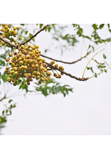 Tüplü Tesbih Ağacı Fidanı - Bahçenizde Zarafet Ve Gölge