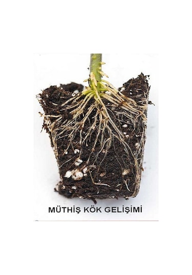 Doğal Köklendirme Tozu Köklendirme Hormonu 2 Grm Gibberell