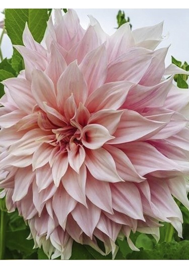 Rüzgarbotanik Büyük Çiçekli Yıldız Çiçeği Yumrusu 10Adet