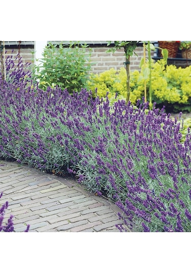 Lavanta Lavandula Angustifolia 3 Adet