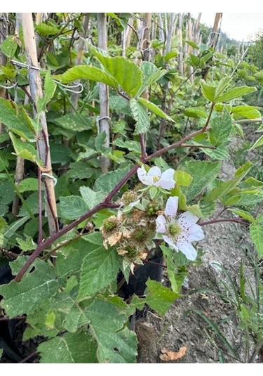 Triple Crown Dikensiz Böğürtlen Fidanı Yaş 2 Boy 150-200cm