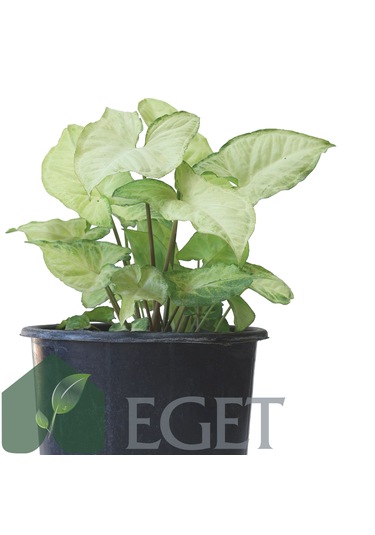 Melek Kanadı Çiçeği Syngonium Podophyllum - 3 Lt Saksıda
