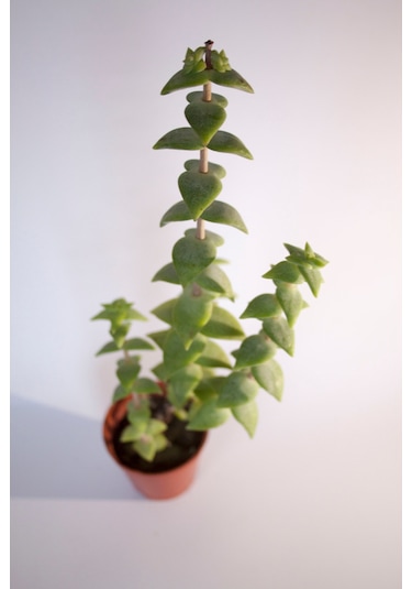 Crassula Rupestris Sukulent Tekli 5,5 Cm Saksıda