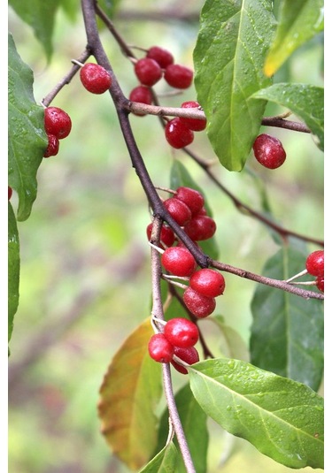 Bahçevilya Güz Yemişi Fidanı 2 Yaşında Tüplü