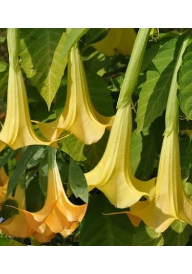 Cennet Borazanı Boru Çiçeği Yoğun Kokulu Sarmaşık 30-50 Cm