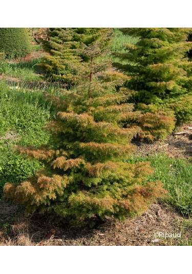 Cryptomeria Japonica Elegans Kadife Çam Fidanı 40-60 Cm Arası