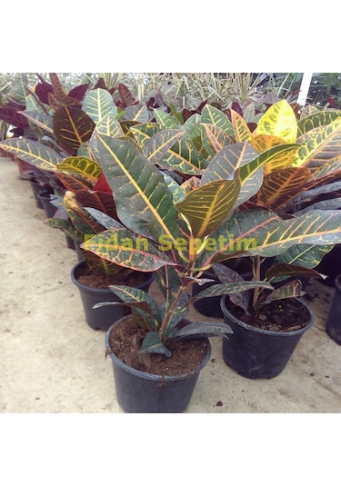 Croton Petra Bitkisi 40-50cm