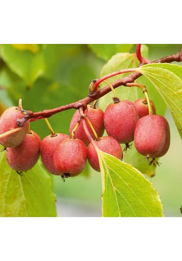 Mini Kivi Fidanı 3 Adet - Kens Red