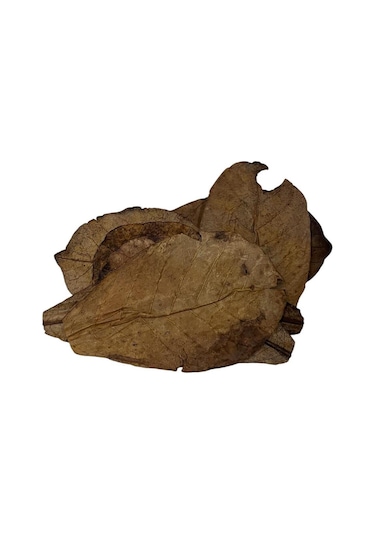 Catappa Yaprağı Yüksek Kalite İthal 15cm 3 Adet