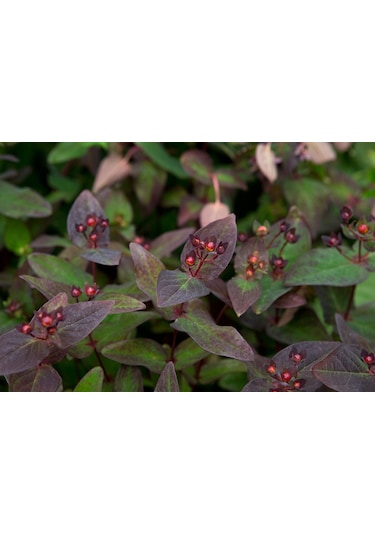 Siyah Kantaron Çalısı - Hypericum Inodorum Magical Black