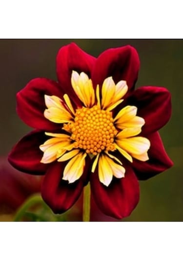 10 Adet Yıldız Dahlia Çicek Tohumu + 10 Adet Hediye Karışık Renk Gül Tohumu