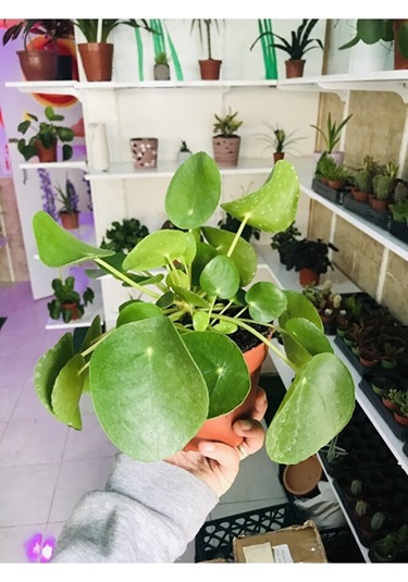 Pilea Salon Bitkisi