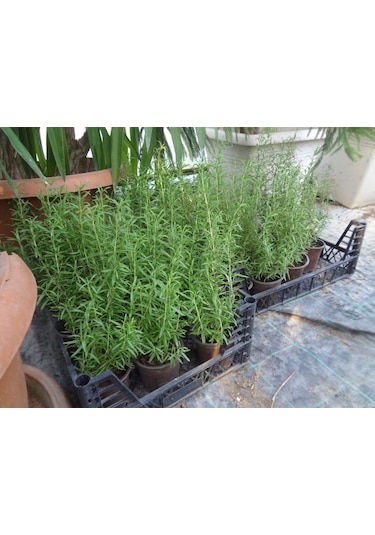 Yeşil Deniz Fidancılık Biberiye 20-40 CM