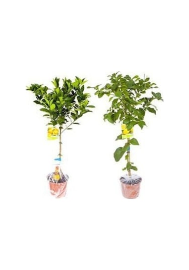 2 Yaş Aşılı 7 Veren Yediveren Mayer Limon Fidanı Saksılı