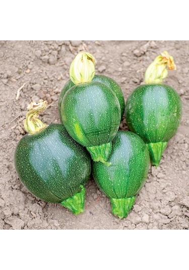 Dolmalık Topak Kabak Tohumu 10 Tohum