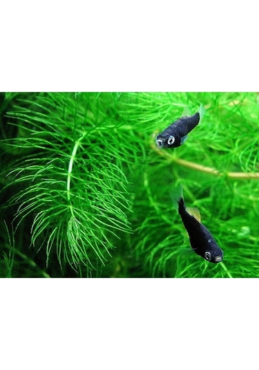 Tilki Kuyruğu Yavru Saklanmasına Uygun Alvaryum Bitkisi 1 Bağ