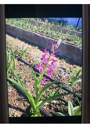 Dogal Salep Fidanı 3 Kg