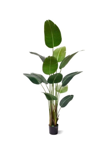 Starliçe Cennet Kuşu Çiçeği Strelitzia Nicolai - 60 Cm 2 Adet