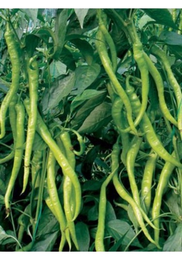 Kıl Tatlı Biber Tohumu 20 Adet Tohum